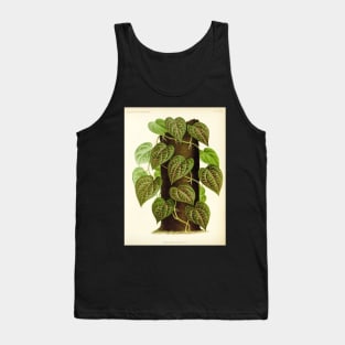 Piper ornatum - botanical illustration Tank Top